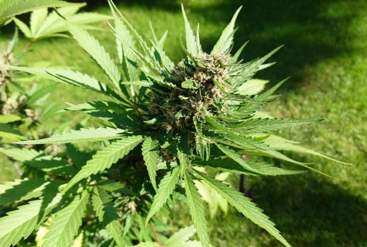 Banana Purple Auto. Week 9
