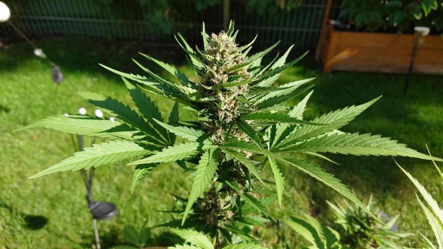 Banana Purple Auto. Week 9