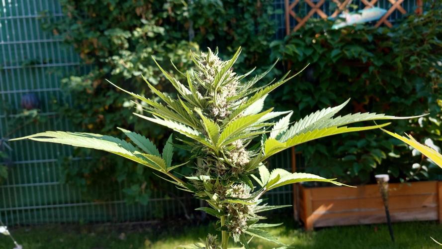 Banana Purple Auto. Week 9