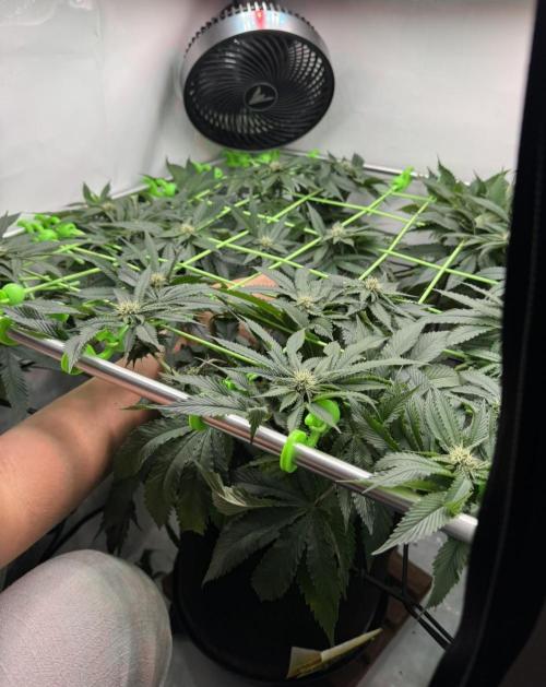 The Tropical Ice Cream One. Week 9