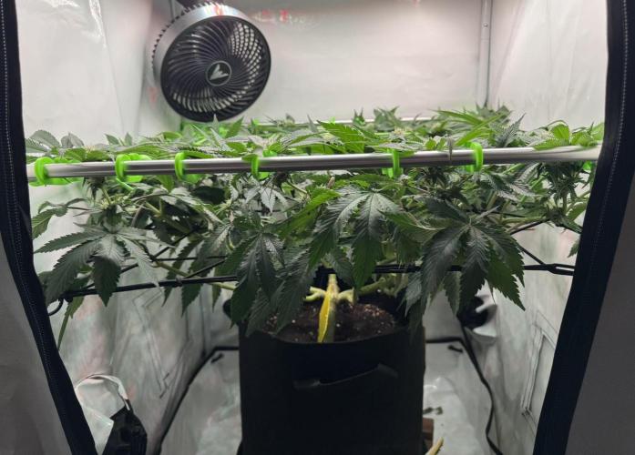 The Tropical Ice Cream One. Week 9