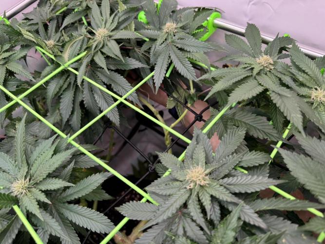 The Tropical Ice Cream One. Week 9