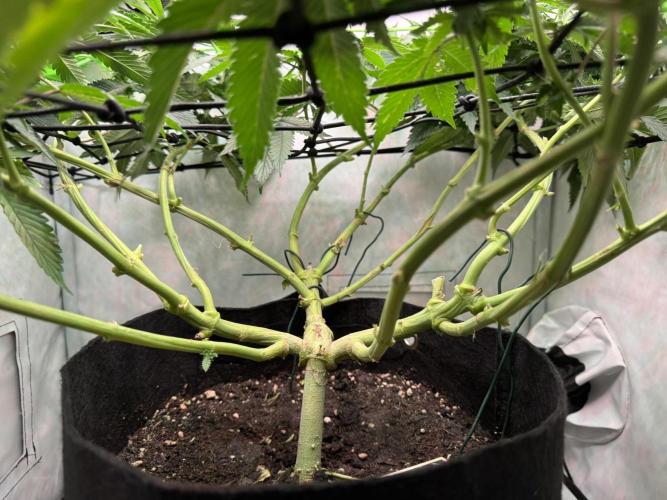 The Tropical Ice Cream One. Week 9