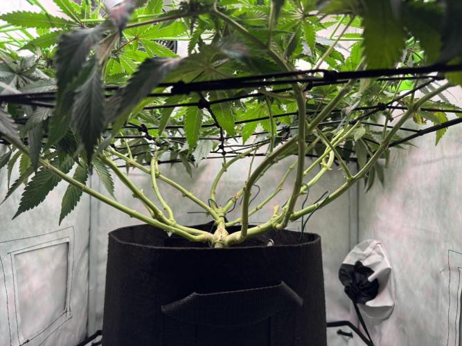 The Tropical Ice Cream One. Week 9