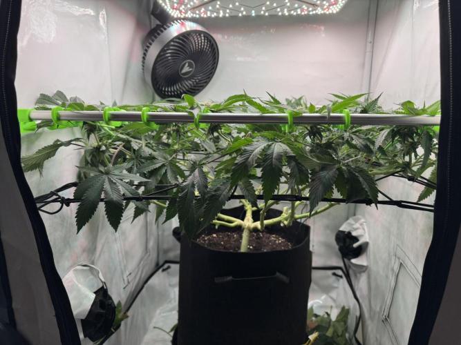 The Tropical Ice Cream One. Week 9