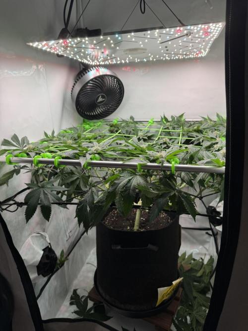 The Tropical Ice Cream One. Week 9
