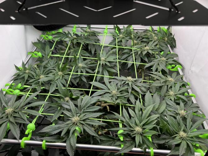 The Tropical Ice Cream One. Week 9