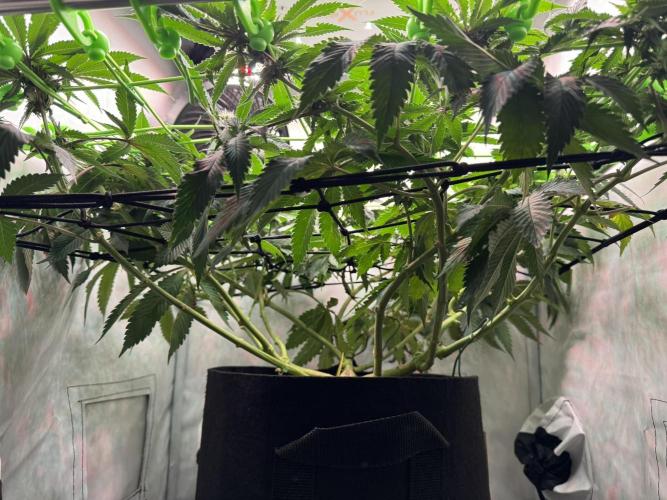 The Tropical Ice Cream One. Week 9
