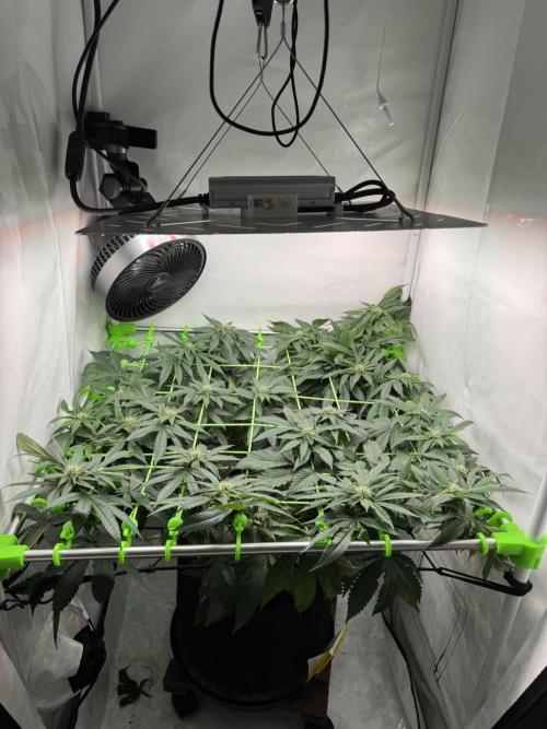 The Tropical Ice Cream One. Week 9