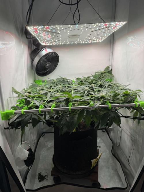 The Tropical Ice Cream One. Week 9