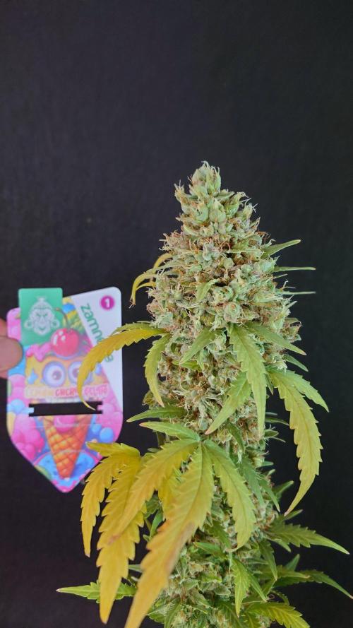 Lemon Cherry Gelato Automatic. Week 15