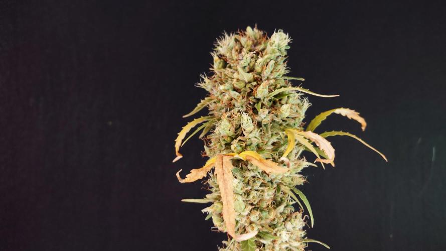 Lemon Cherry Gelato Automatic. Week 15