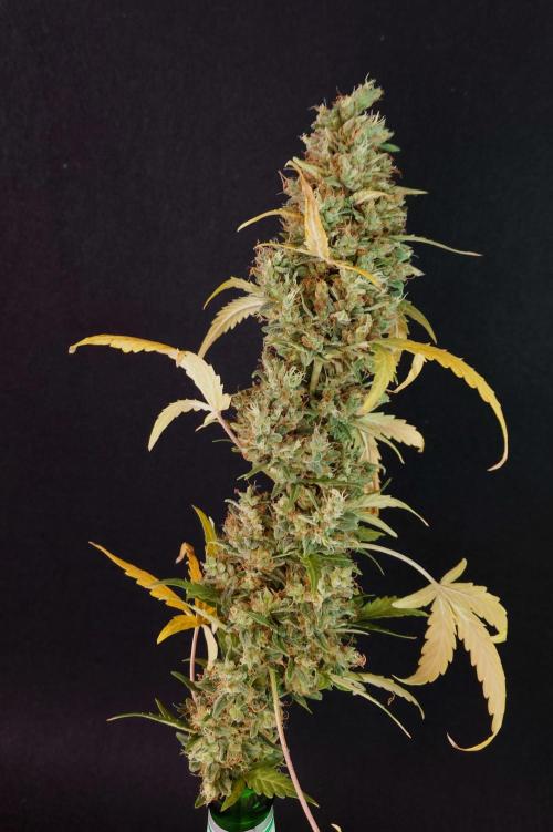 Lemon Cherry Gelato Automatic. Week 15