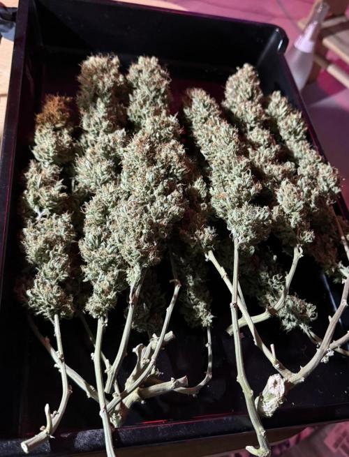 Lemon Cherry Gelato Automatic. Week 15