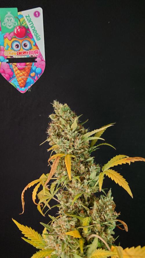 Lemon Cherry Gelato Automatic. Week 15