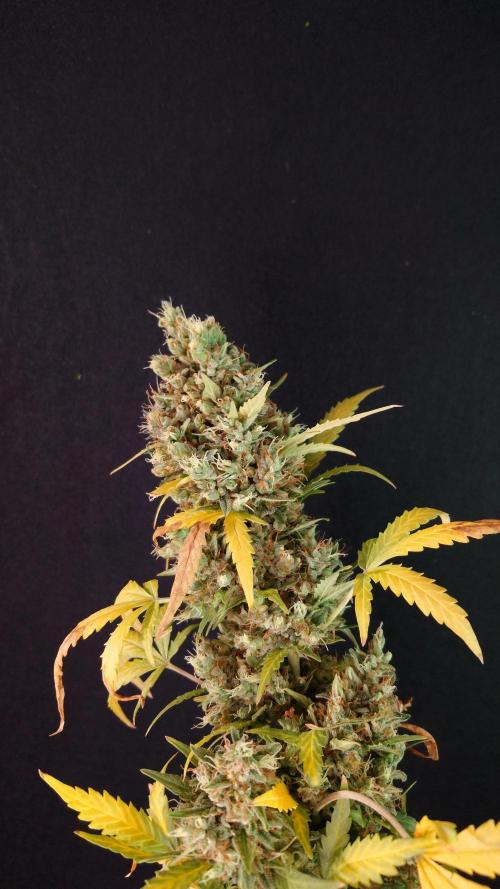 Lemon Cherry Gelato Automatic. Week 15