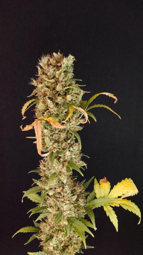 Lemon Cherry Gelato Automatic. Week 15
