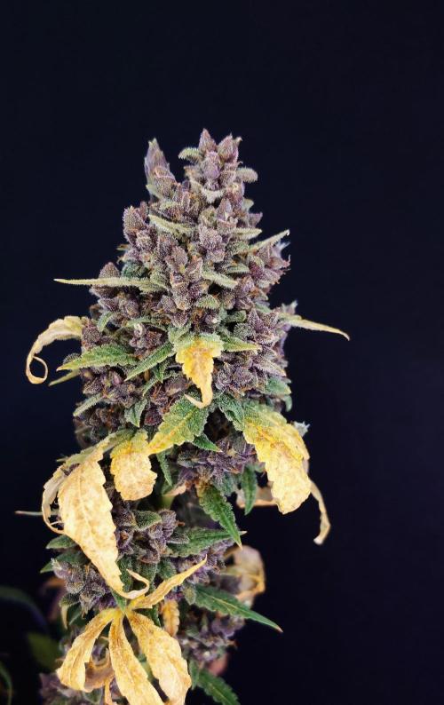 Banana Purple Punch Auto RF3. Week 15