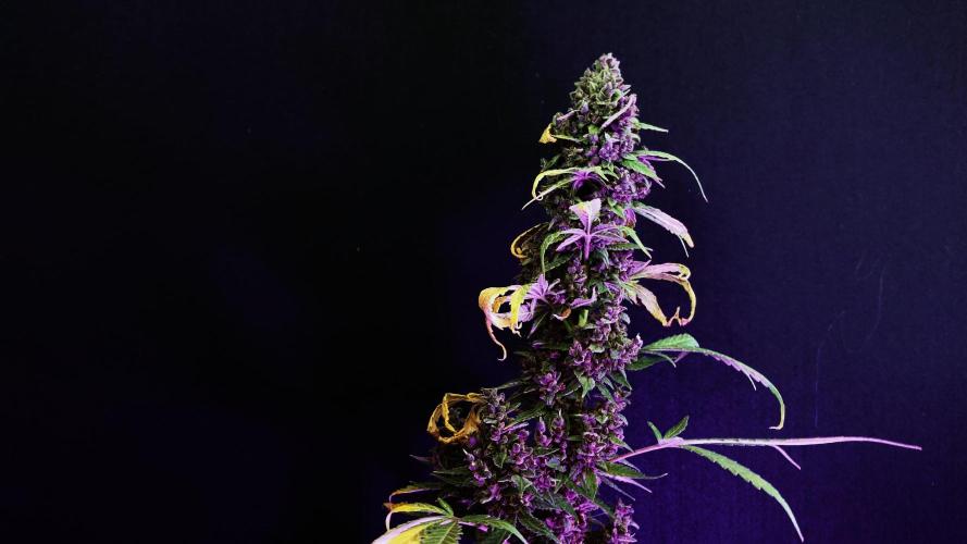 Banana Purple Punch Auto RF3. Week 15
