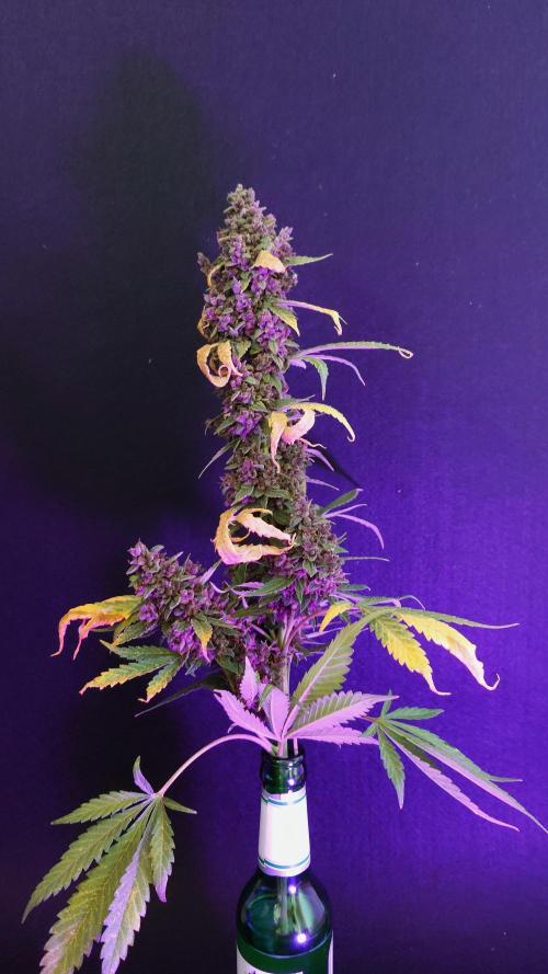 Banana Purple Punch Auto RF3. Week 15