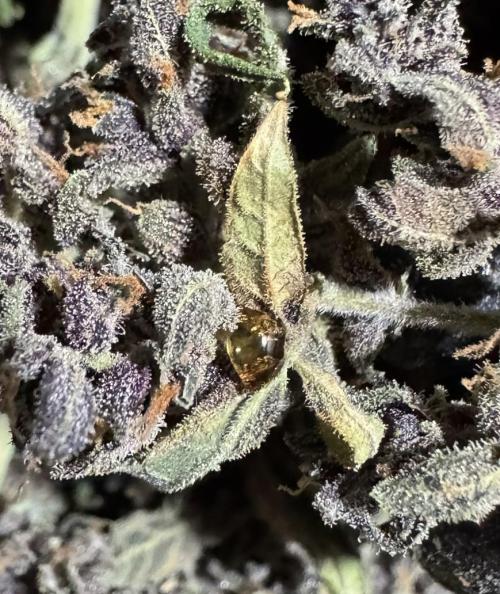Banana Purple Punch Auto RF3. Week 15