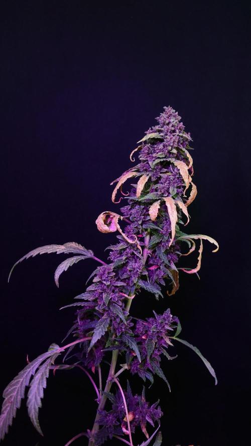 Banana Purple Punch Auto RF3. Week 15