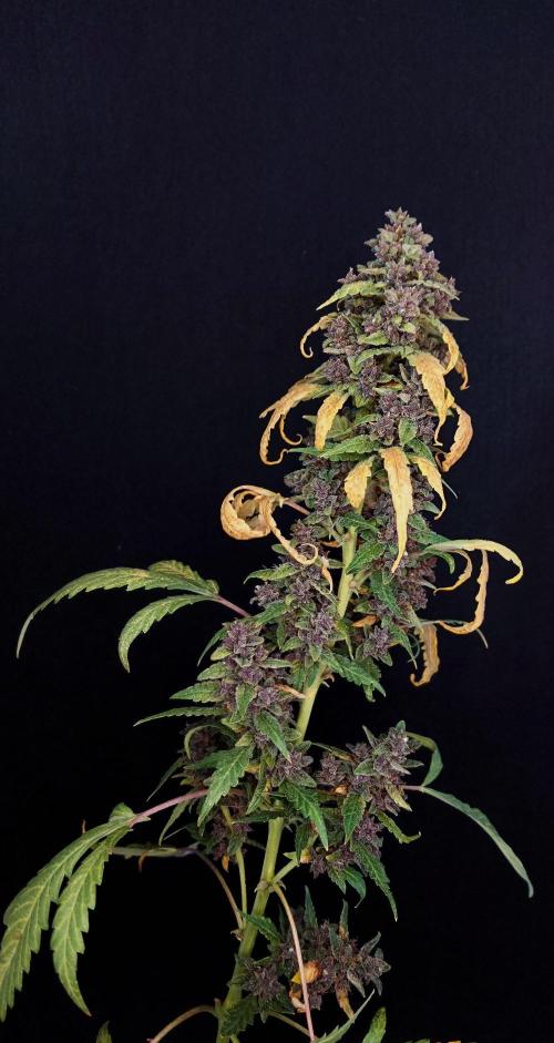 Banana Purple Punch Auto RF3. Week 15