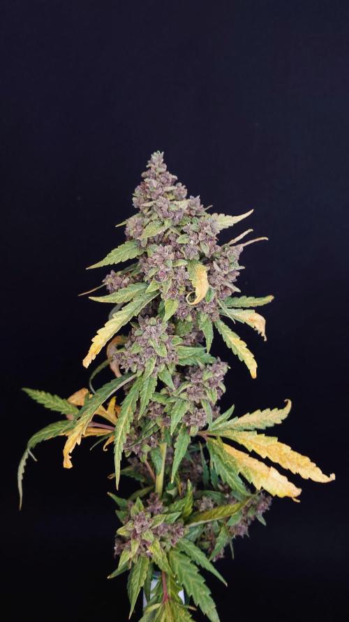 Banana Purple Punch Auto RF3. Week 15
