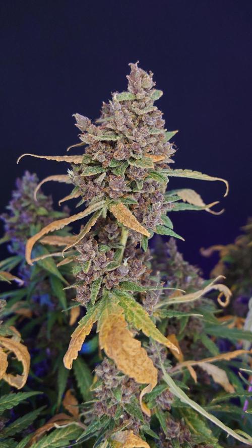 Banana Purple Punch Auto RF3. Week 15