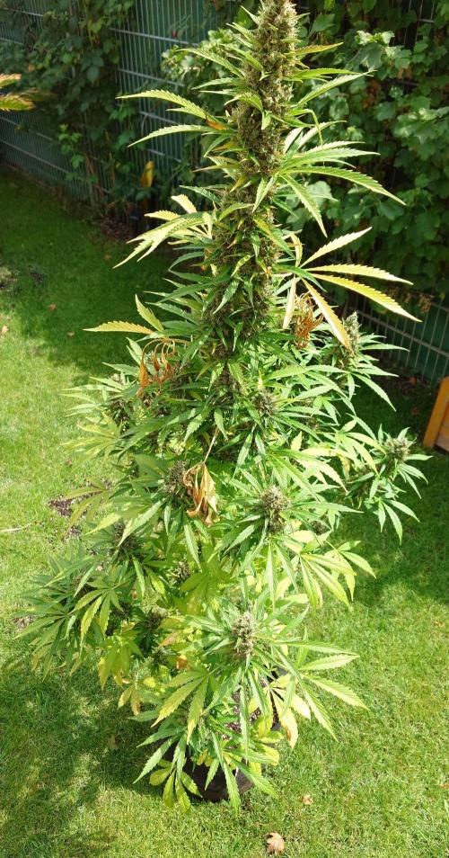 Pink Rozay Auto. Week 13