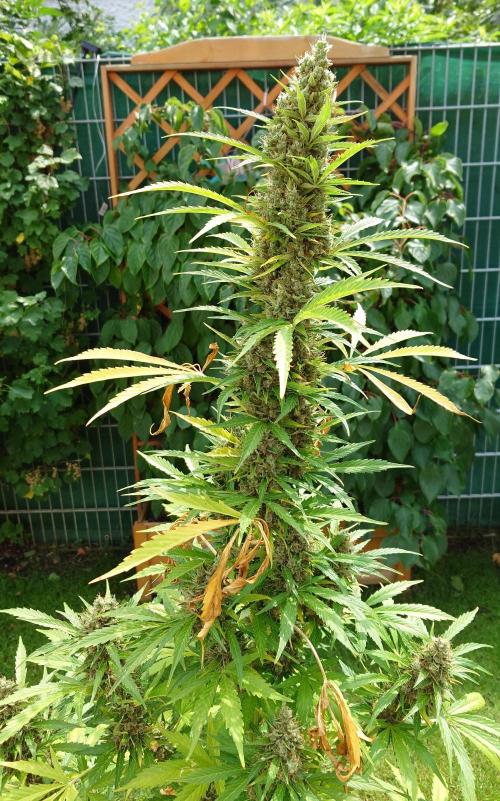 Pink Rozay Auto. Week 13