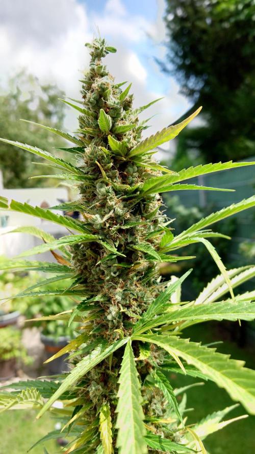 Pink Rozay Auto. Week 13