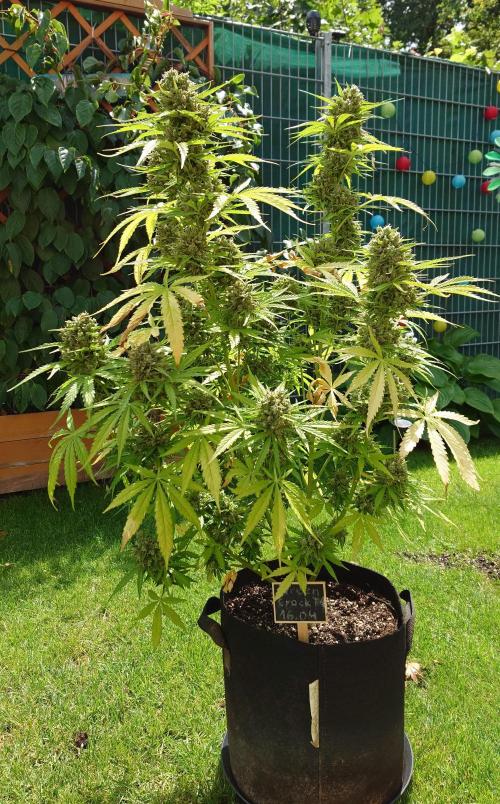 Green Crack F1 Auto. Week 13