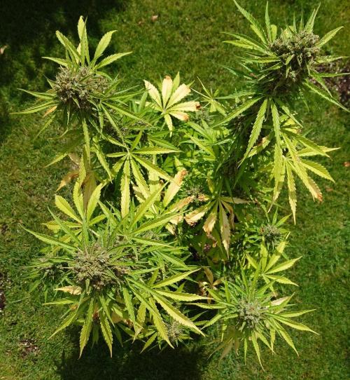 Green Crack F1 Auto. Week 13