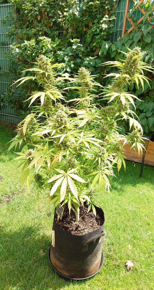 Green Crack F1 Auto. Week 13