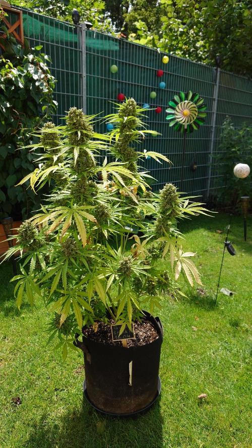 Green Crack F1 Auto. Week 13