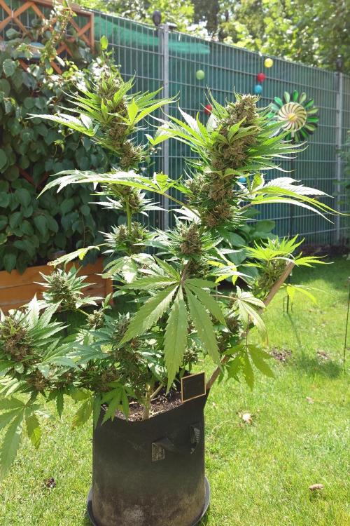 Banana Purple Auto. Week 10