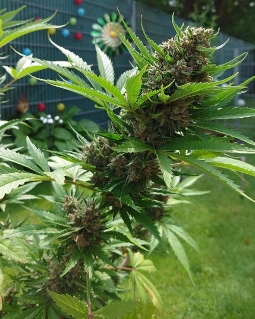 Banana Purple Auto. Week 10