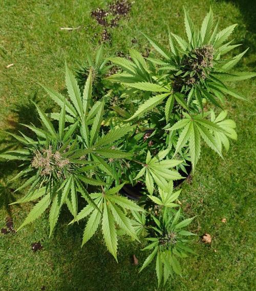 Banana Purple Auto. Week 10