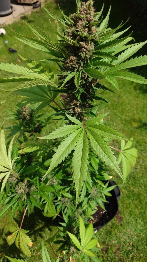 Banana Purple Auto. Week 10