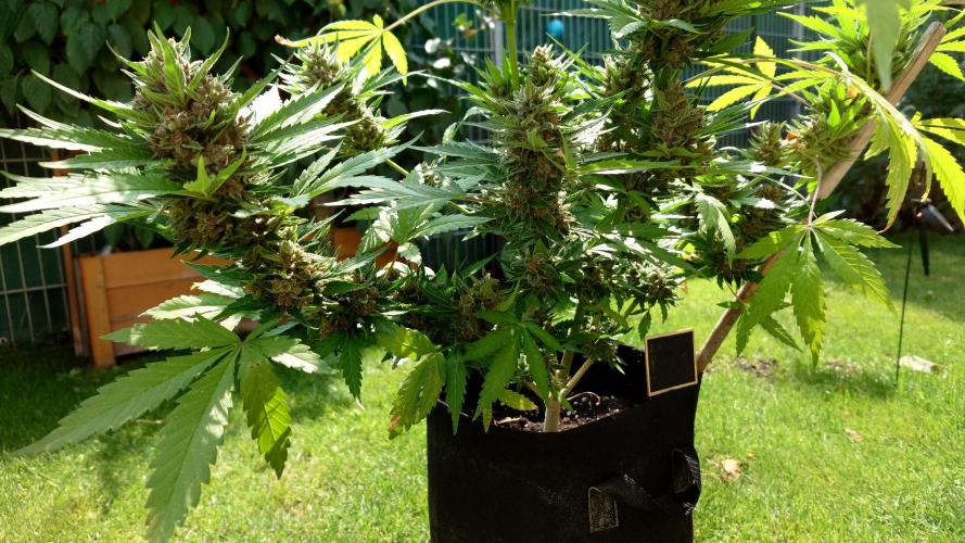 Banana Purple Auto. Week 10