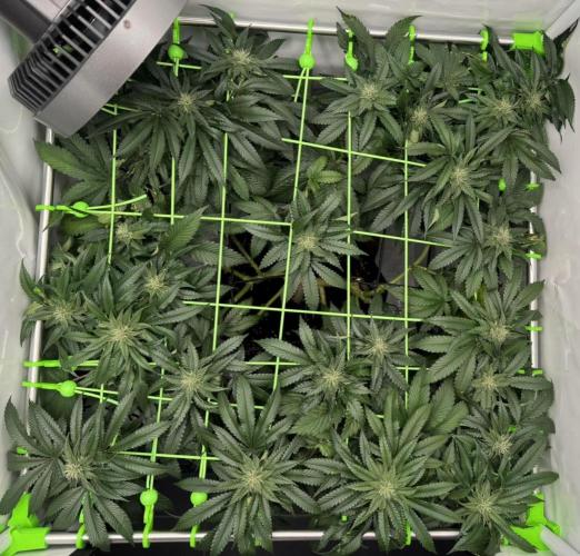 The Tropical Ice Cream One. Week 10