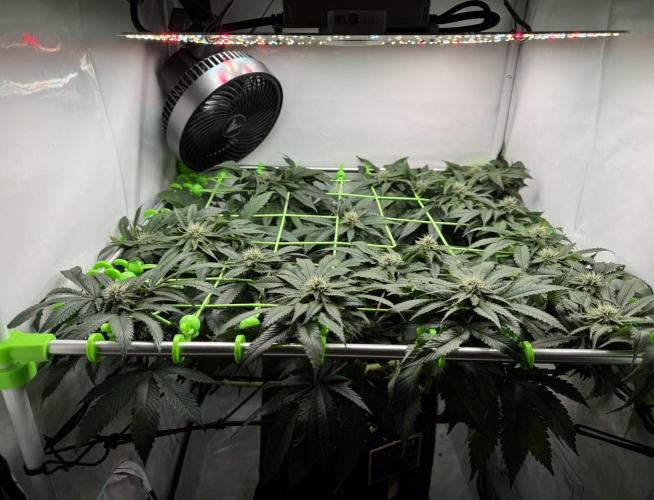 The Tropical Ice Cream One. Week 10