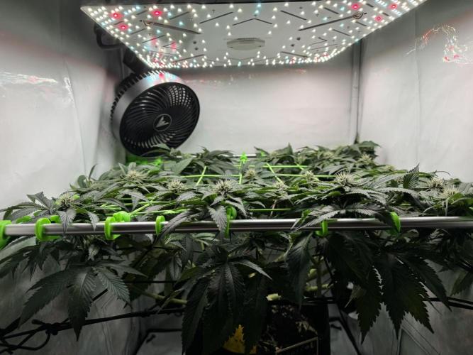The Tropical Ice Cream One. Week 10