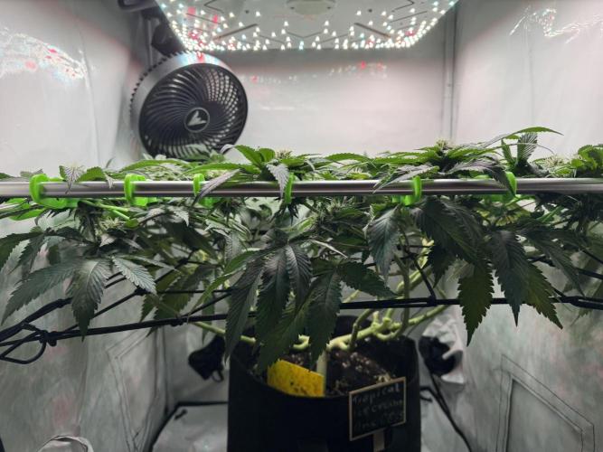 The Tropical Ice Cream One. Week 10