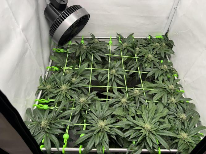 The Tropical Ice Cream One. Week 10