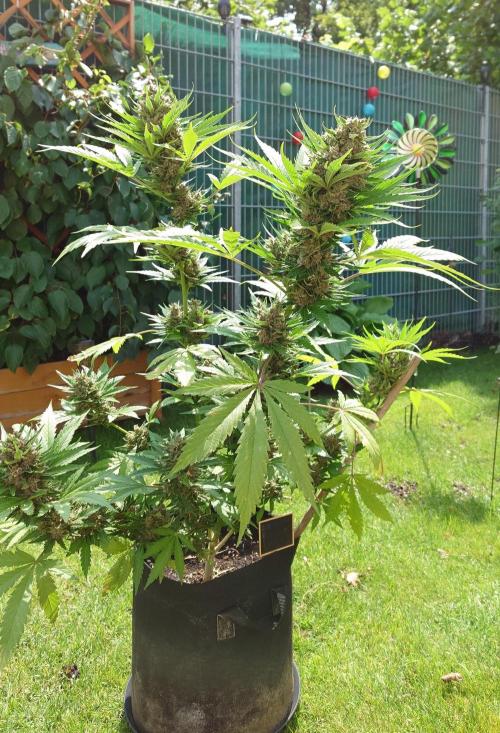 Banana Purple Auto. Week 11