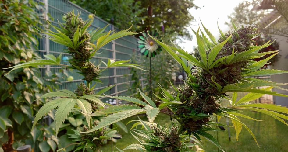 Banana Purple Auto. Week 11