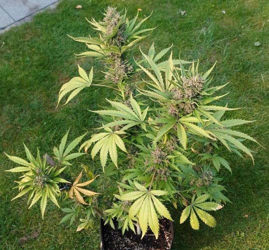 Banana Purple Auto. Week 11
