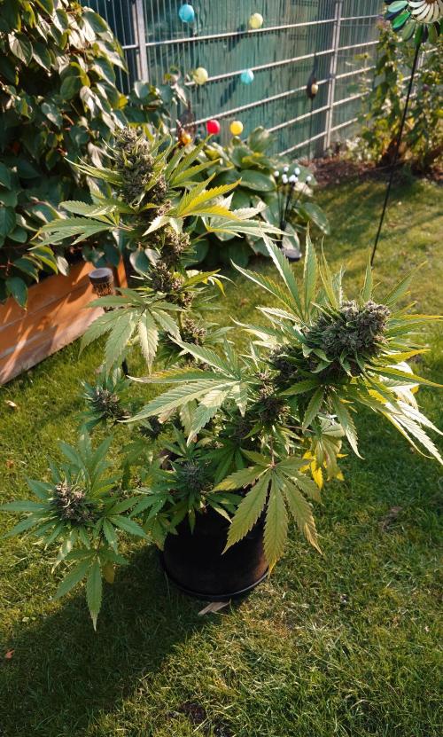 Banana Purple Auto. Week 11